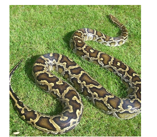 Burmese pythons | Catalyst IAS